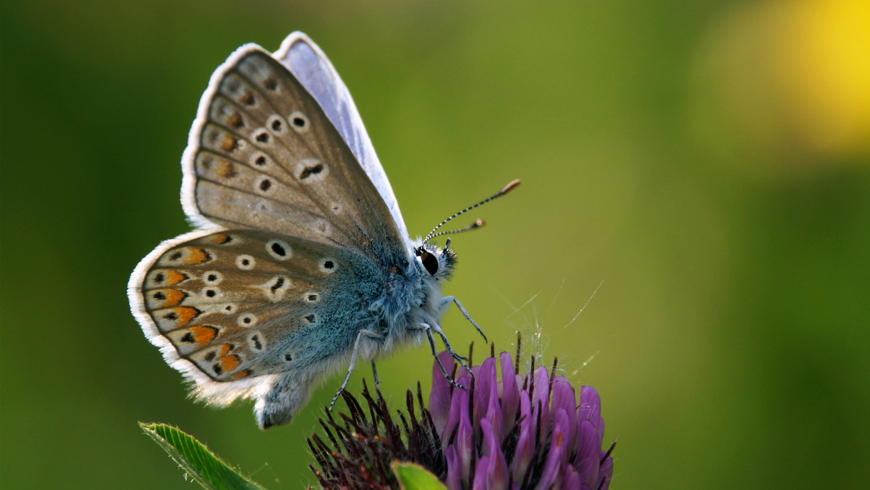 Programme Insectes